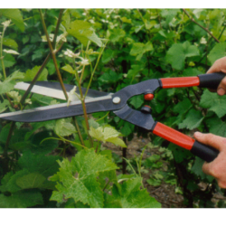 CISAILLE HAIE PROF BAHCO P51F
