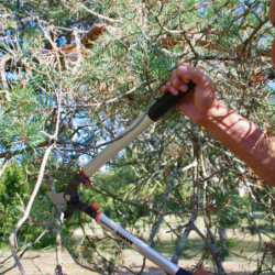 SECATEUR 2 MAINS DEMULTIPLIE BAHCO 60 CM