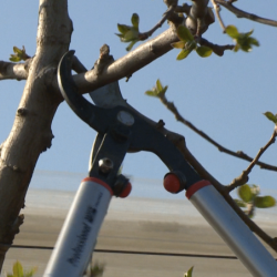 SECATEUR 2 MAINS DEMULTIPLIE BAHCO 60 CM